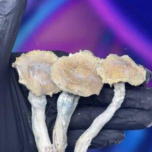 buy dried shrooms online